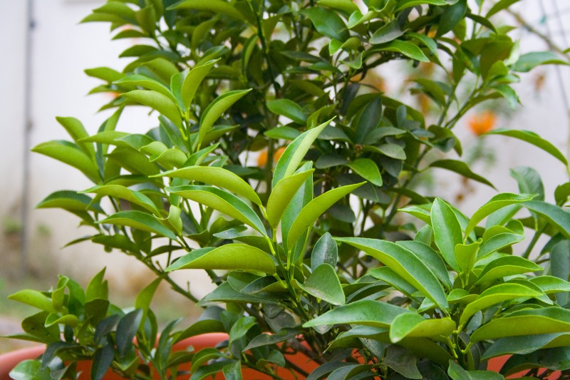 cach-chon-cay-quat-chung-tet.jpg
