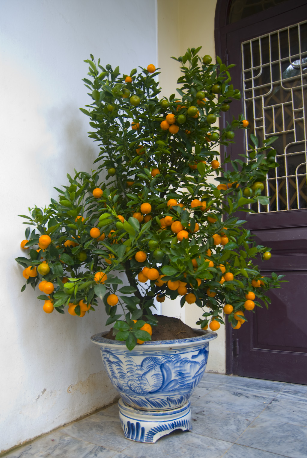 cach-chon-cay-quat-dep-chung-tet.jpg
