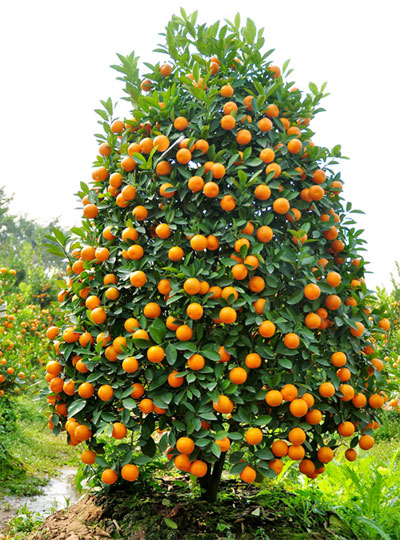 cach-chon-cay-quat-trong-tet.jpg