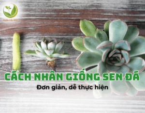 cach-nhan-giong-sen-da