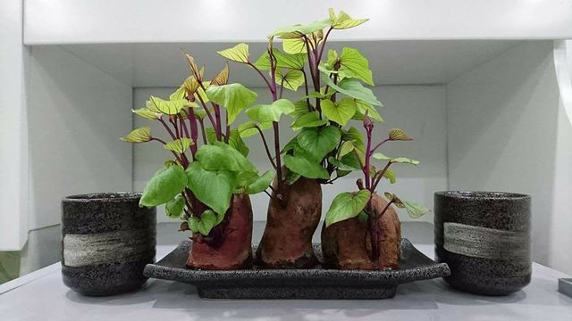 cach-trong-khoai-bonsai-11.jpg