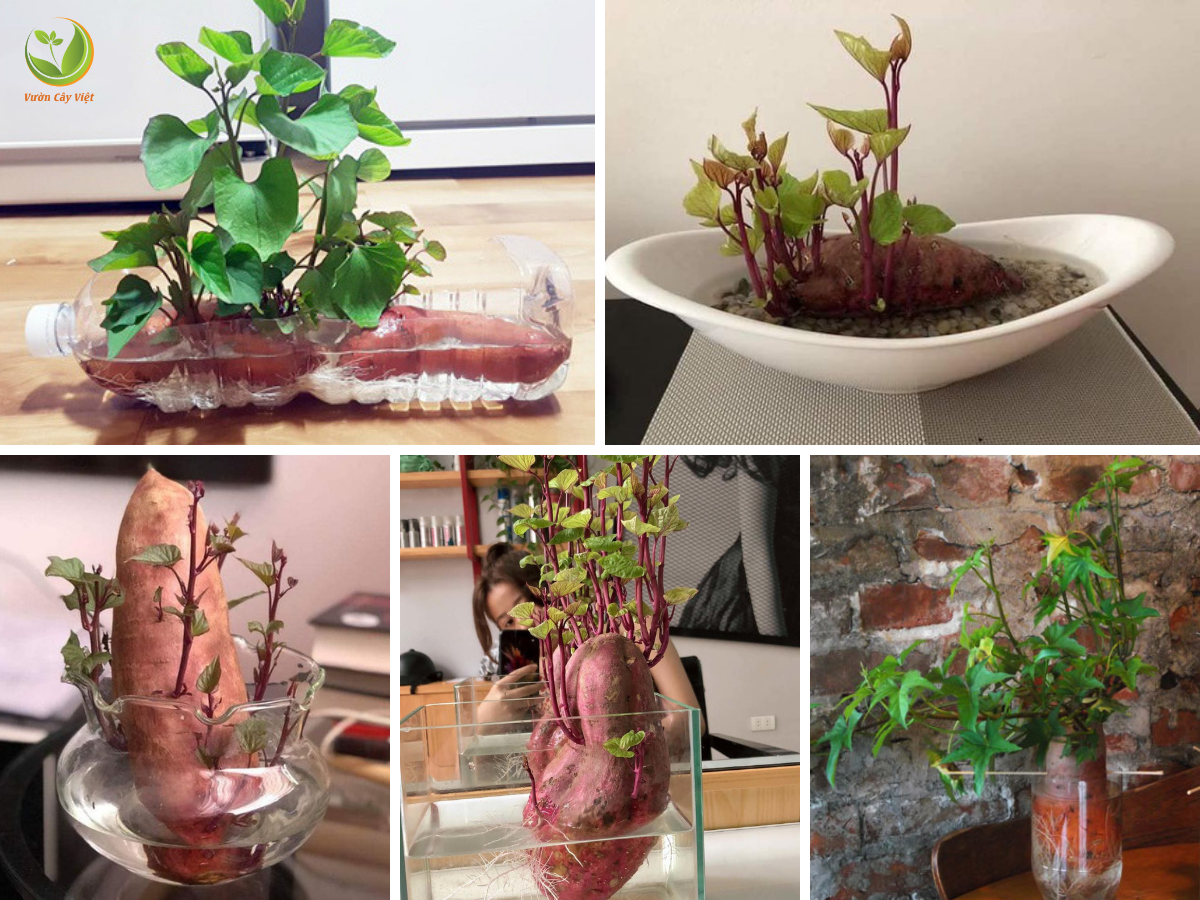 cach-trong-khoai-bonsai-that-de.png