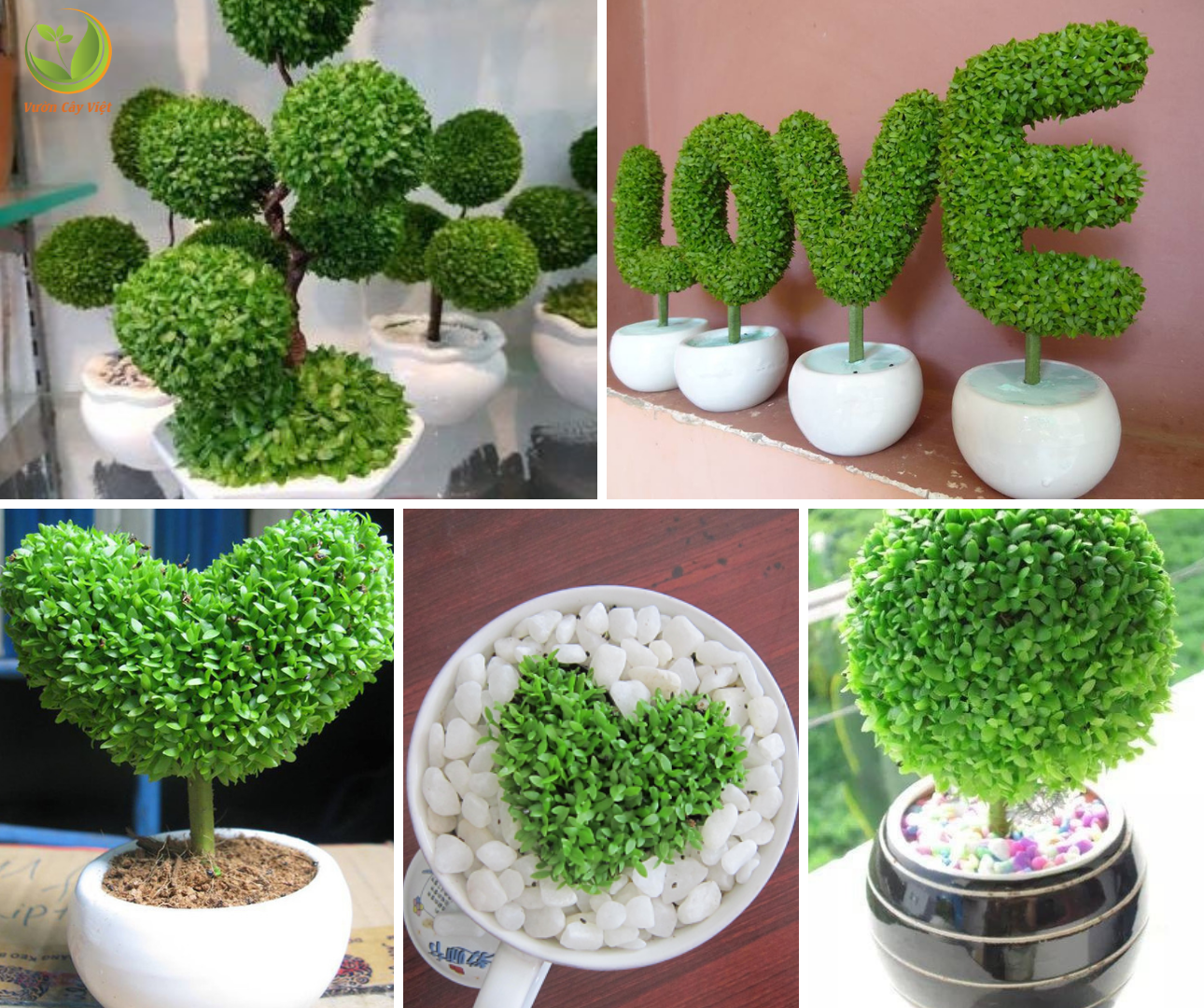 cay-canh-lam-qua-valentine-co-may-man.png