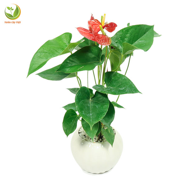 cay-canh-lam-qua-valentine-hong-mon.jpg