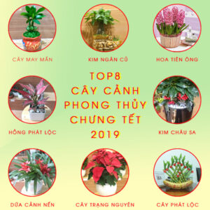 cay-canh-phong-thuy-chung-tet-2019