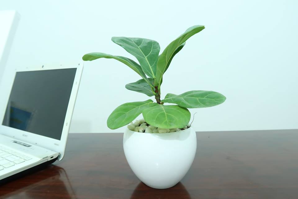 cay-canh-tang-sep-cay-bang-singapore-mini.jpg