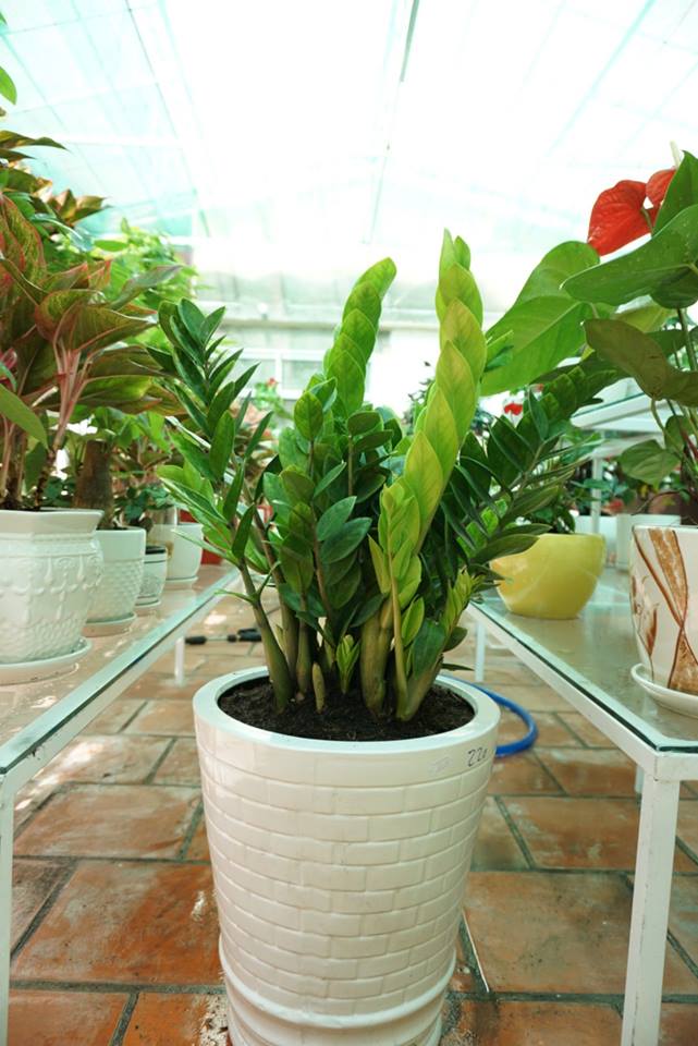 cay-canh-tang-sep-cay-kim-tien-1.jpg