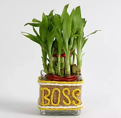 cay-canh-tang-sep-cay-phat-loc.png
