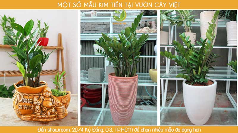 cay-canh-van-phong-cay-kim-tien.jpg