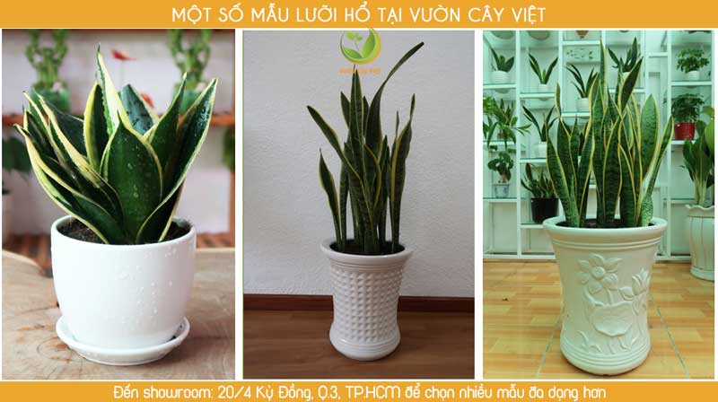 cay-canh-van-phong-cay-luoi-ho.jpg