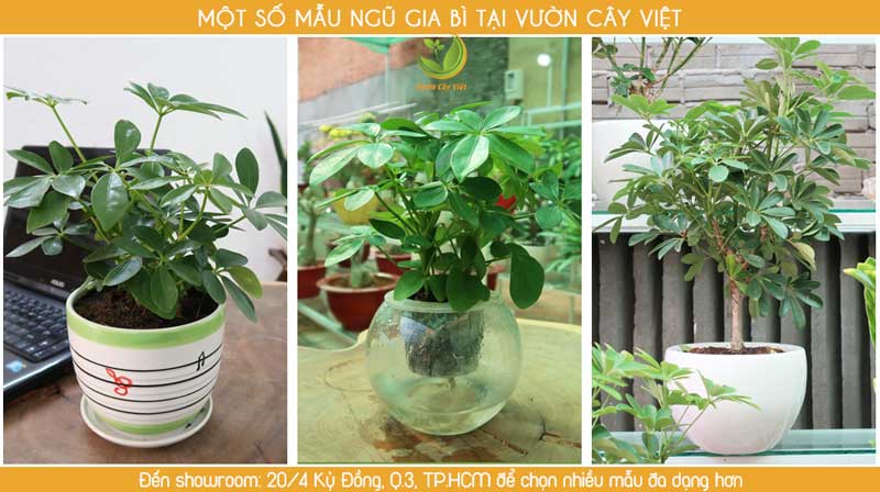 cay-canh-van-phong-cay-ngu-gia-bi.jpg