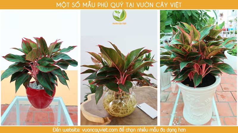 cay-canh-van-phong-cay-phu-quy.jpg