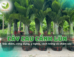 cay cau canh lun