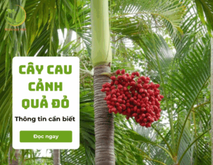cay cau canh qua do