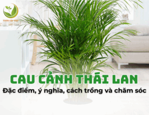 cay cau canh thai lan