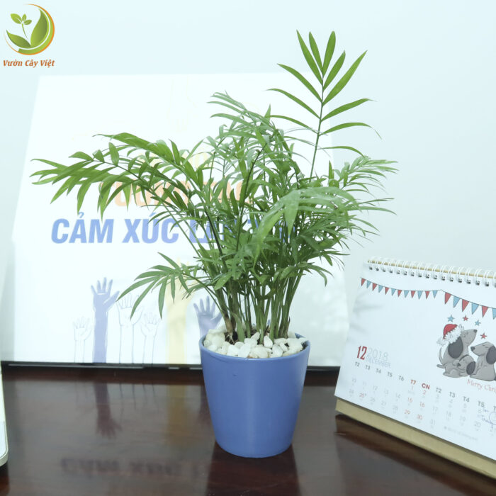 Cây Cau Tiểu Trâm