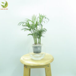 Cây Cau Tiểu Trâm thuỷ sinh