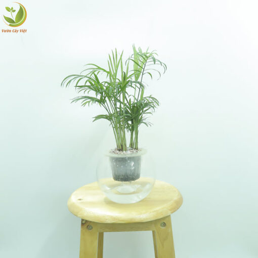 Cây Cau Tiểu Trâm thuỷ sinh