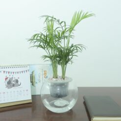 Cây Cau Tiểu Trâm thuỷ sinh