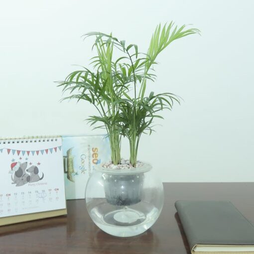 Cây Cau Tiểu Trâm thuỷ sinh