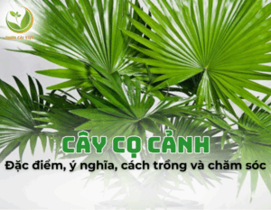 cay co canh