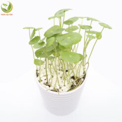 Cây Cỏ Đồng Tiền