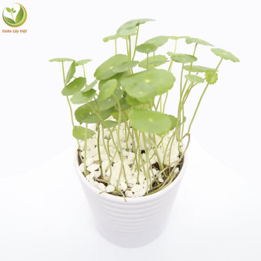 Cây Cỏ Đồng Tiền