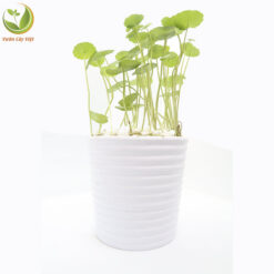 Cây Cỏ Đồng Tiền