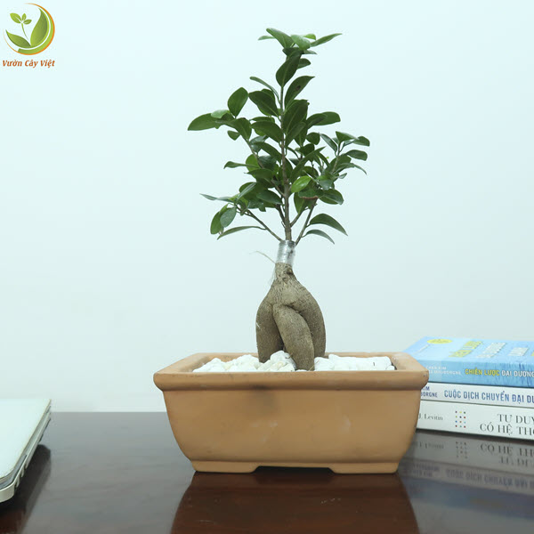 Cây Bonsai