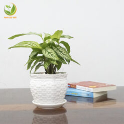 Cây Đuôi Công Sọc Trắng