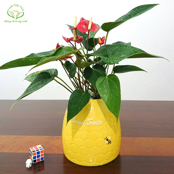 cay-hong-mon-do.jpg