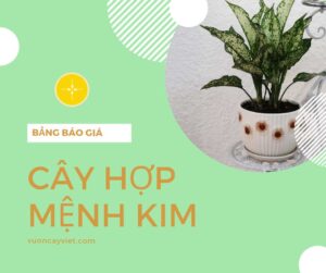 cay hop menh kim