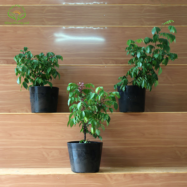 Cây cảnh nội thất