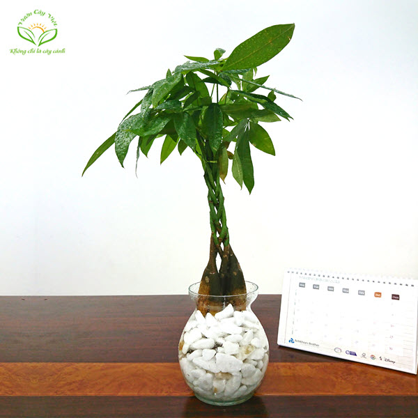 cay-kim-ngan-bim-thuy-sinh-de-ban-vuoncayviet.com.jpg