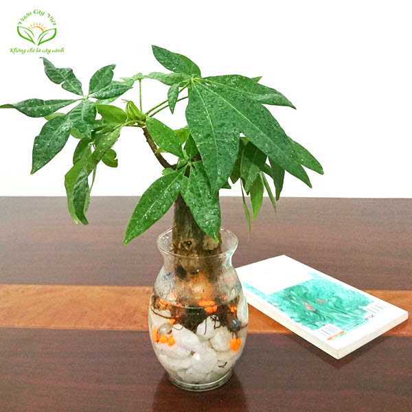 cay-kim-ngan-cu-thuy-sinh-de-ban-vuoncayviet.com.jpg