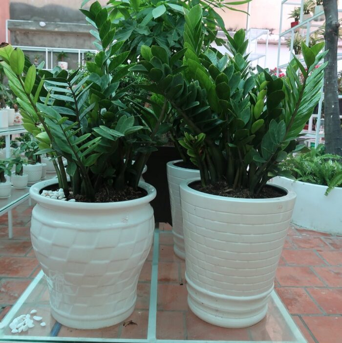 Cây Kim Tiền nội thất