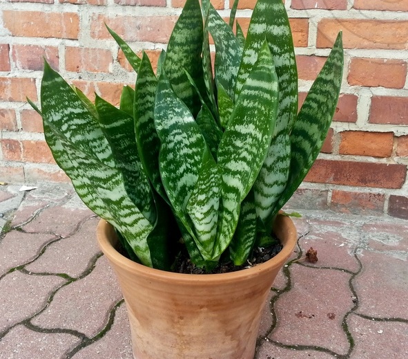 cay-luoi-ho-co-may-loai-luoi-ho-futura-robusta.jpg