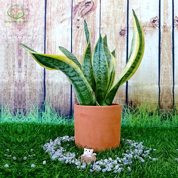 cay-luoi-ho-de-ban-vuoncayviet.com.jpg