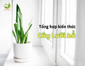 cay luoi ho thumnail