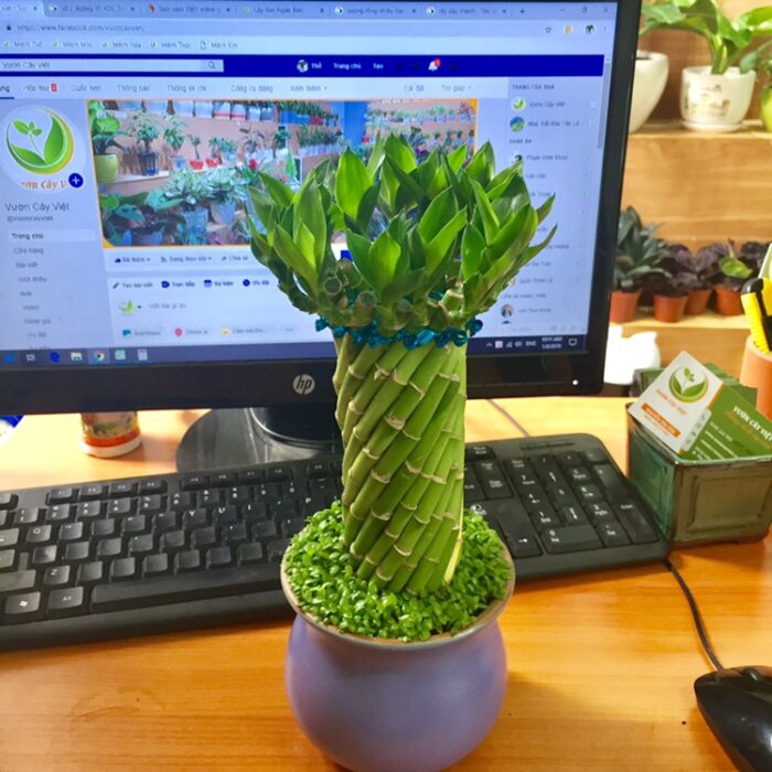 Cây Phát Lộc tháp