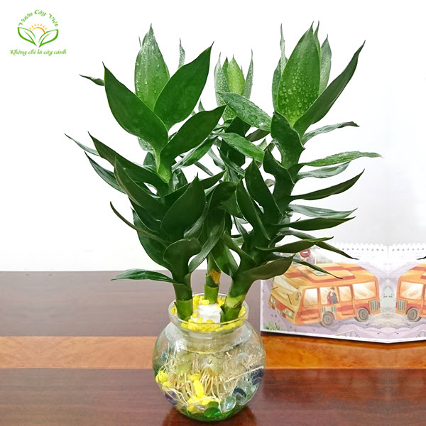 cay-phat-tai-bup-sen-thuy-sinh-de-ban-vuoncayviet.com.jpg