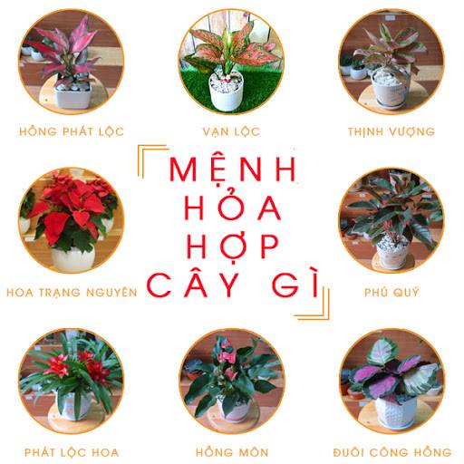 cay-phong-thuy-cho-nguoi-menh-hoa.jpg