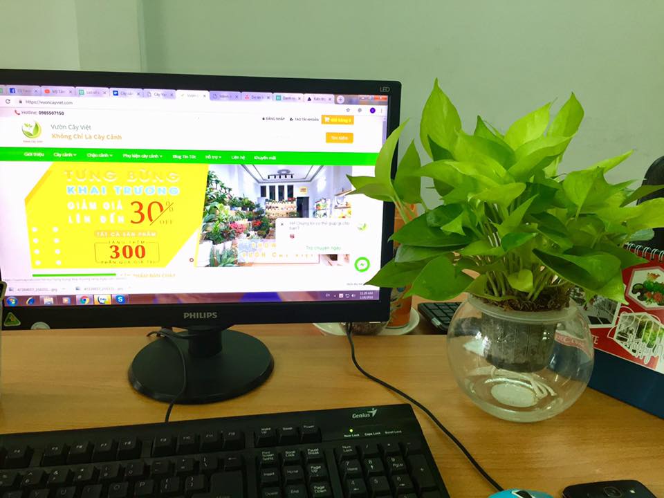 cay-phong-thuy-phong-lam-viec.jpg