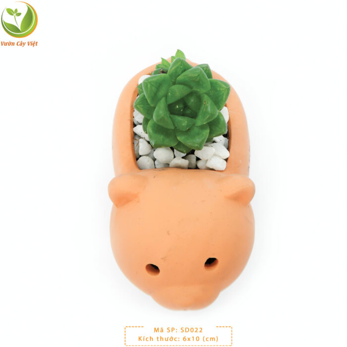 Cây Sen Ngọc Guốc Lá Dài