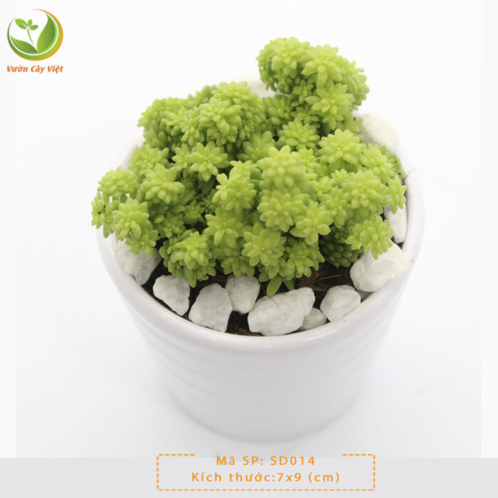 Cây Sen Sedum Xanh