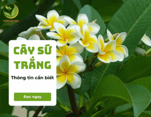 cay su trang