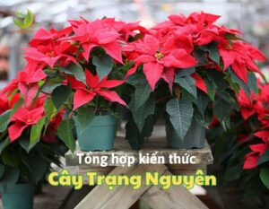 cay trang nguyen 1