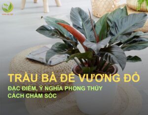 cay-trau-ba-de-vuong-do-9