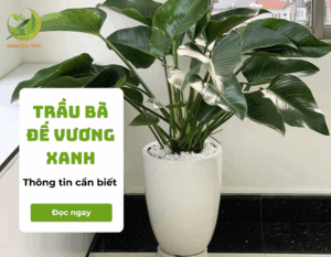 cay trau ba de vuong xanh