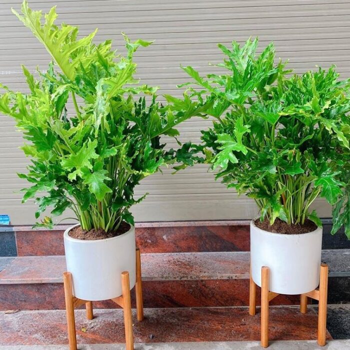 Cây Trầu Bà Thanh Xuân nội thất